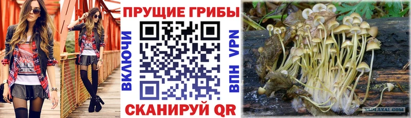 купить закладку  Железноводск  Галлюциногенные грибы GOLDEN TEACHER 